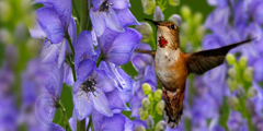 birds