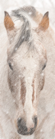 horses