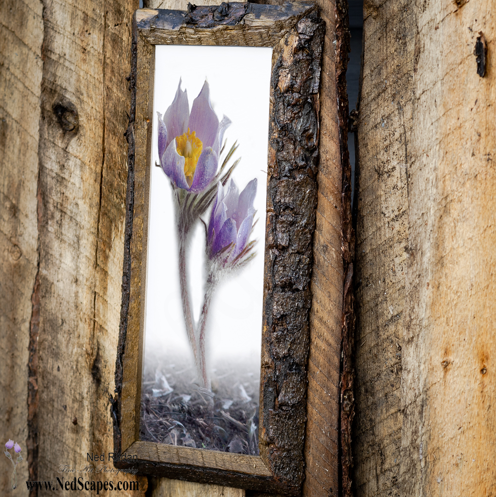 Crocuses Embracing 3