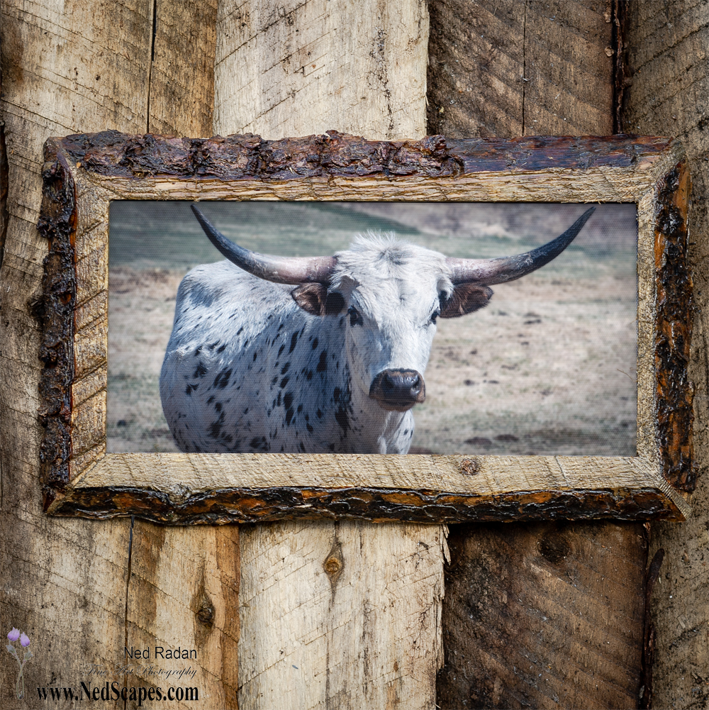 Longhorn 2