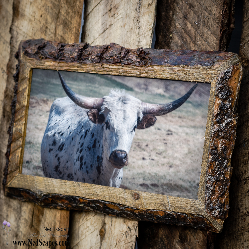 Longhorn 2