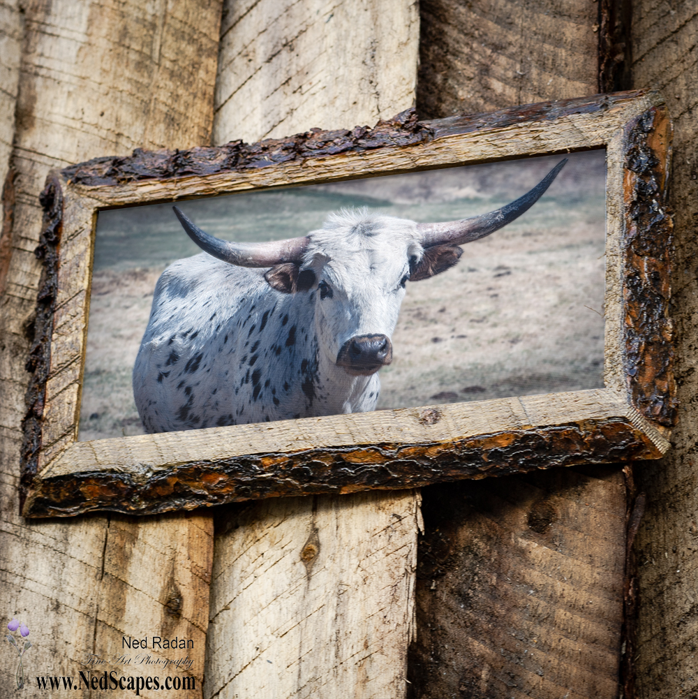Longhorn 2
