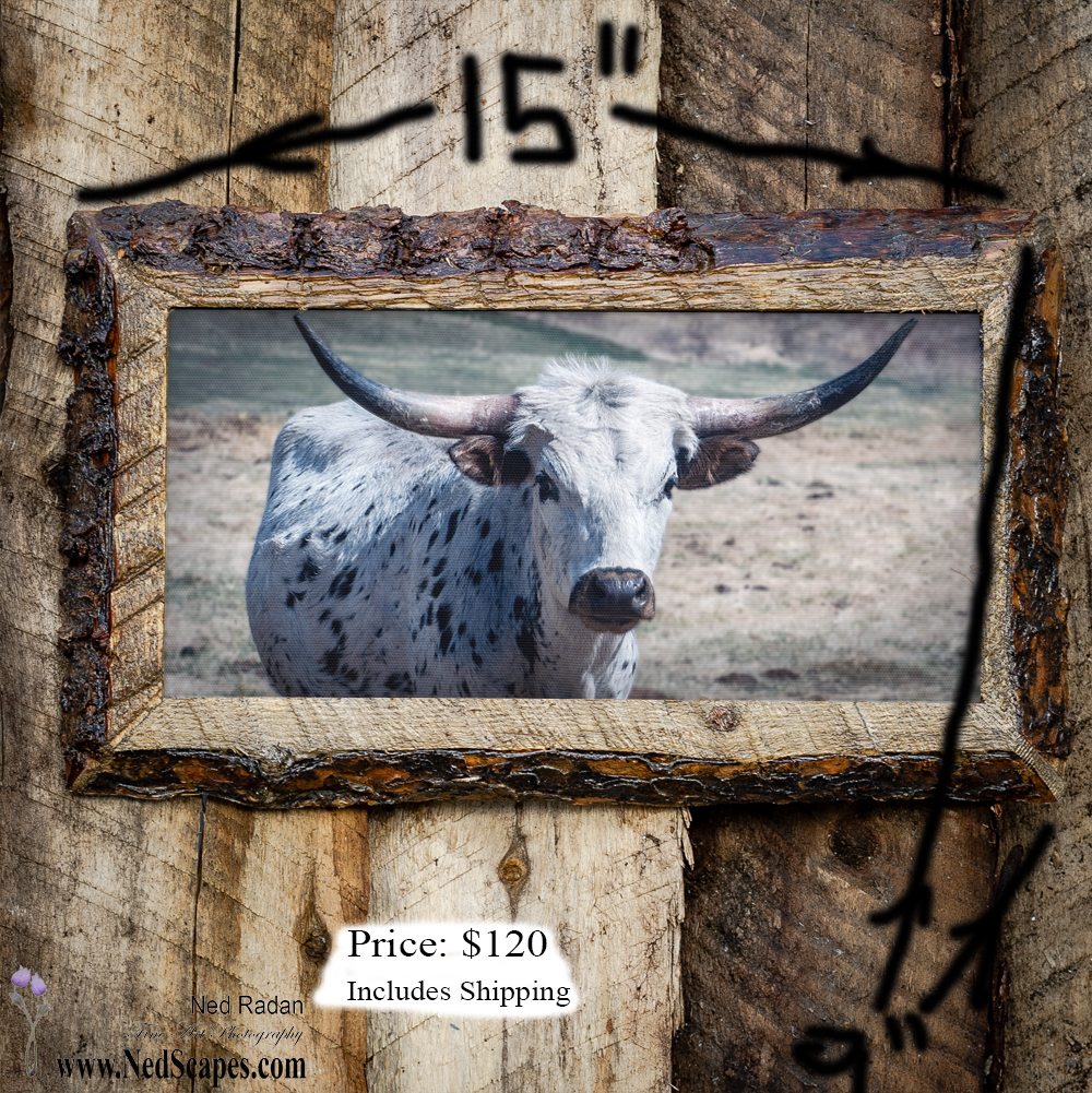 Longhorn 2
