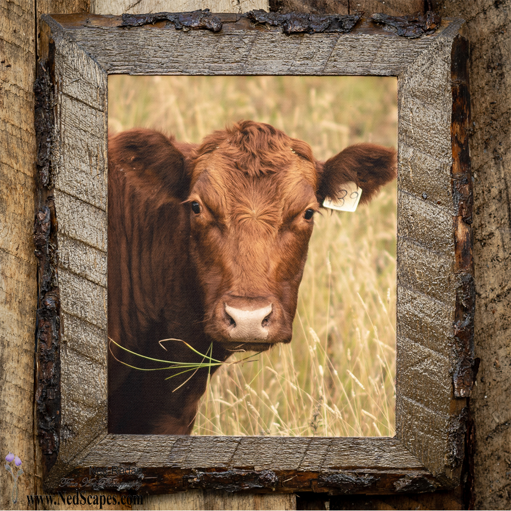 Bessie