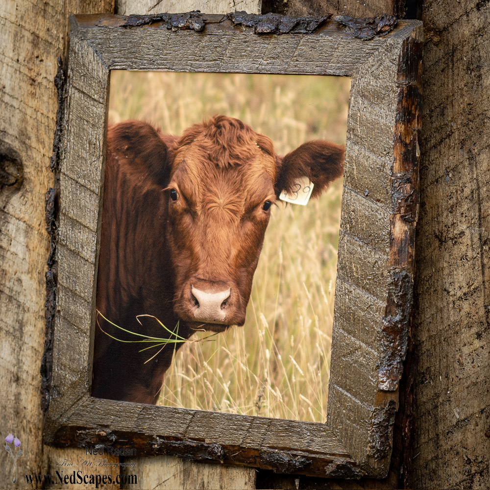 Bessie