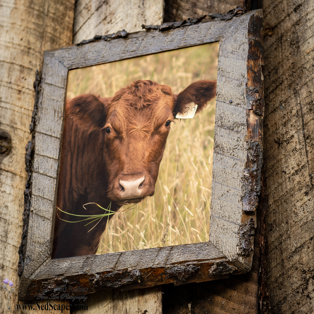 Bessie