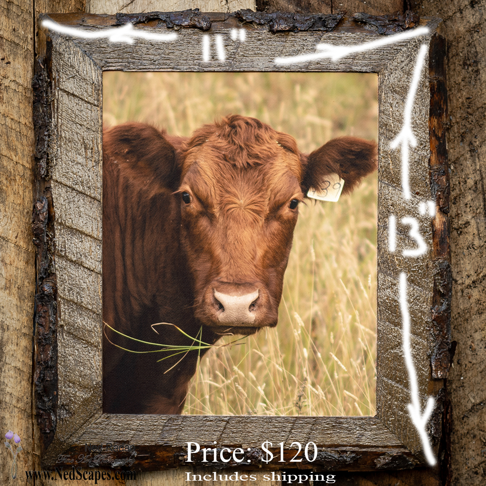 Bessie