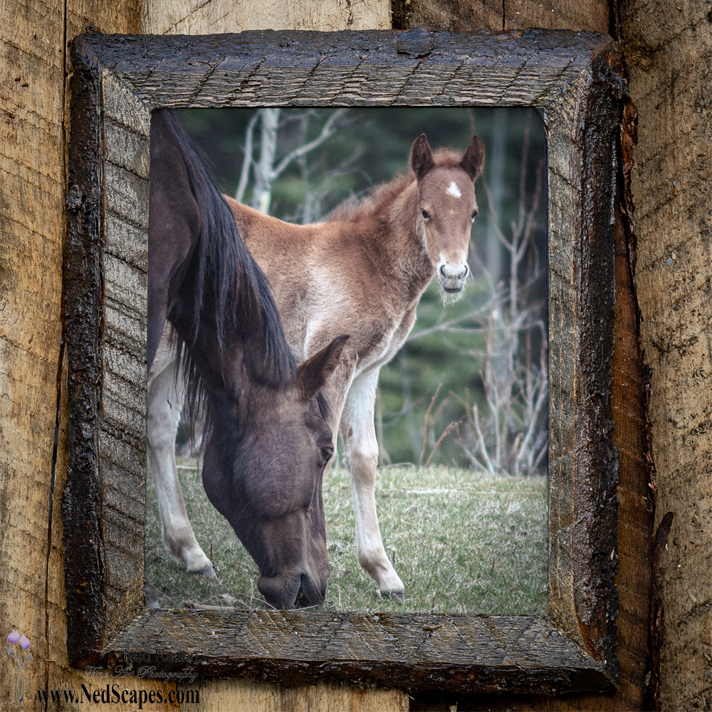 Wild Horses