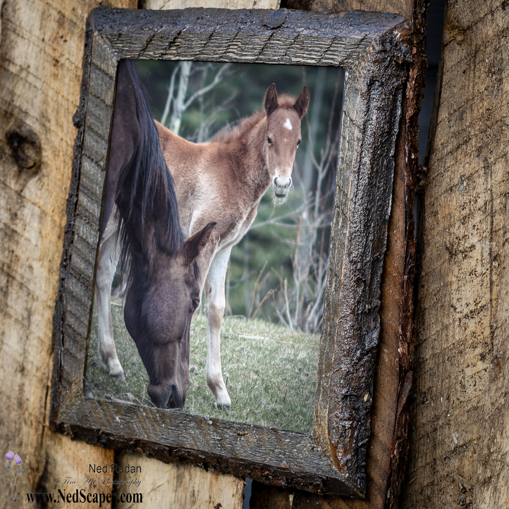 Wild Horses
