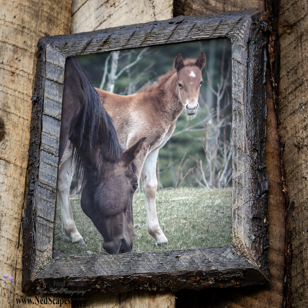 Wild Horses