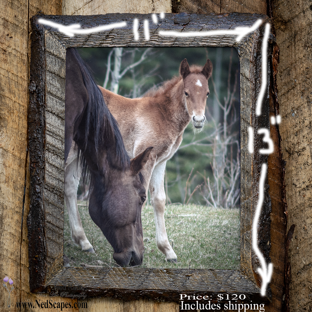 Wild Horses