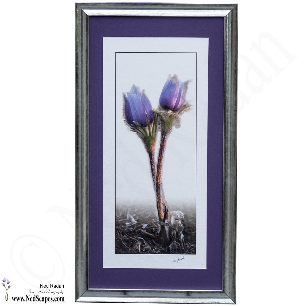 Crocuses Embracing 2