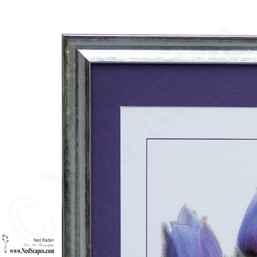 Crocuses Embracing 2