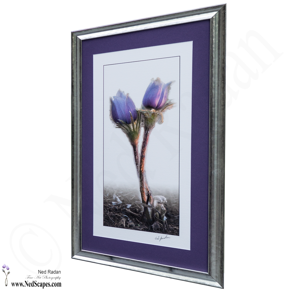 Crocuses Embracing 2