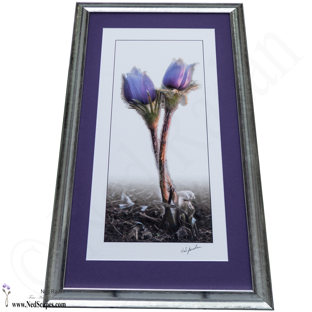 Crocuses Embracing 2