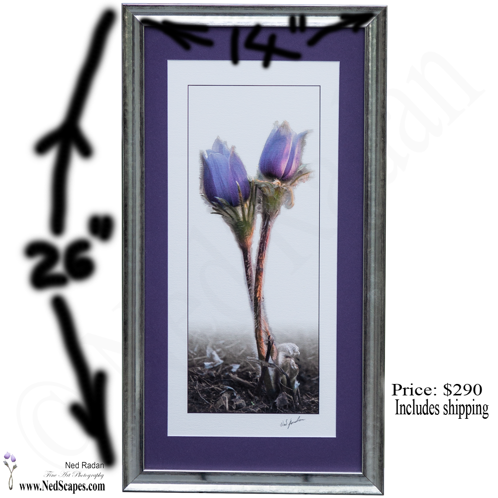 Crocuses Embracing 2