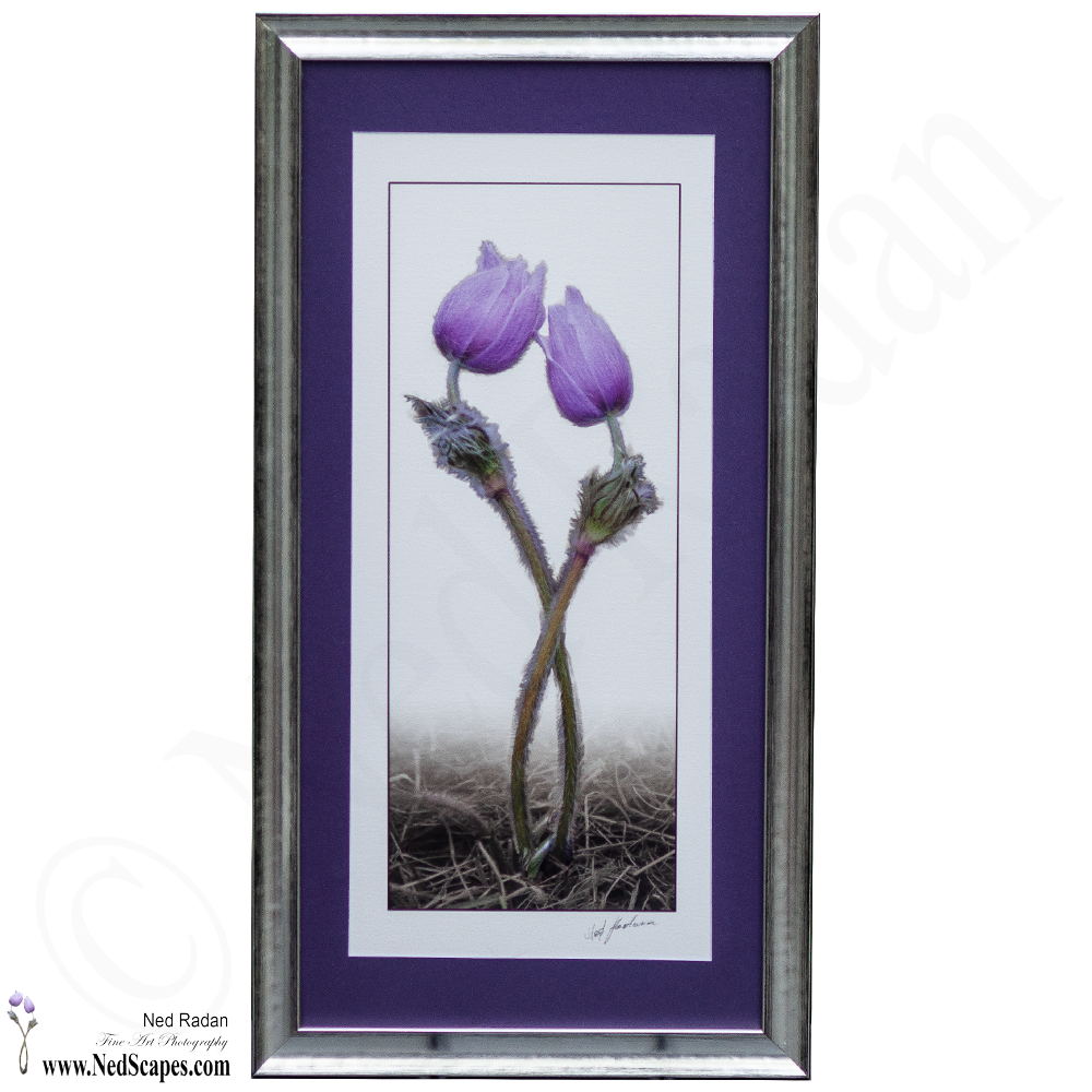 Crocuses Embracing 1