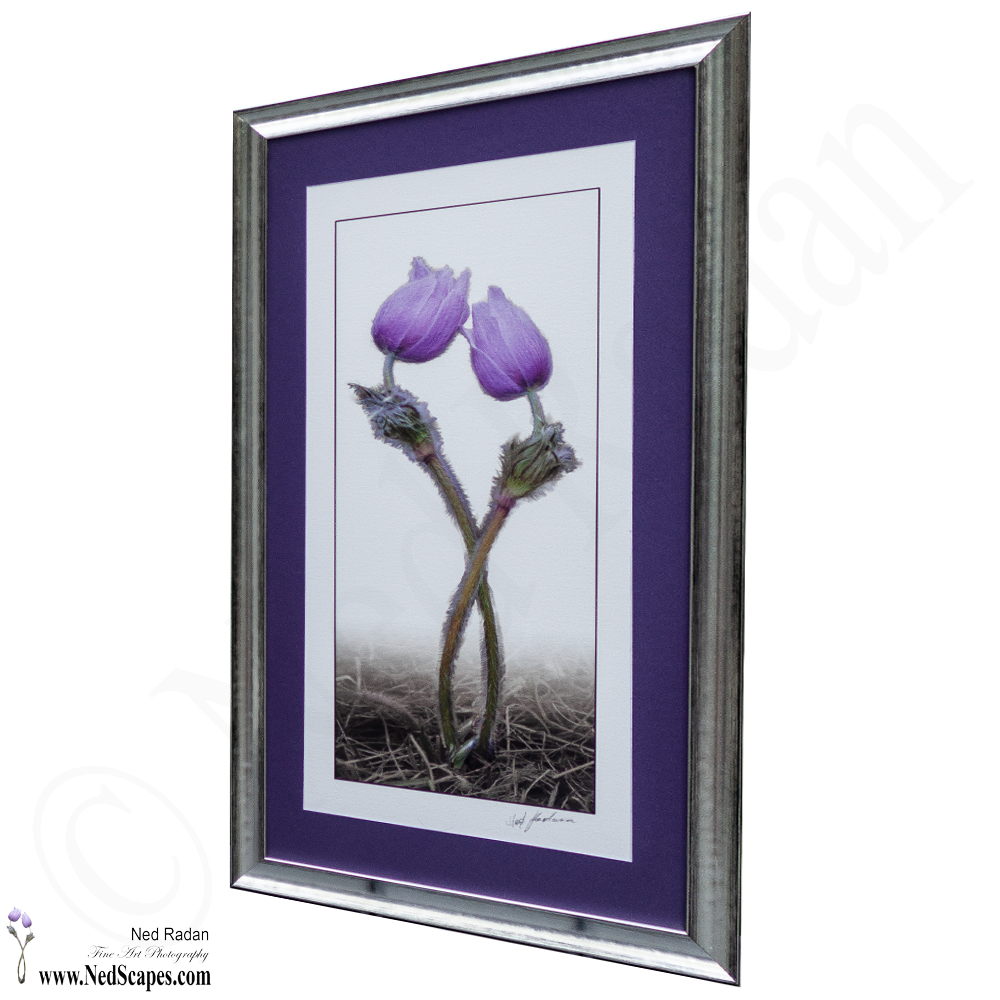 Crocuses Embracing 1