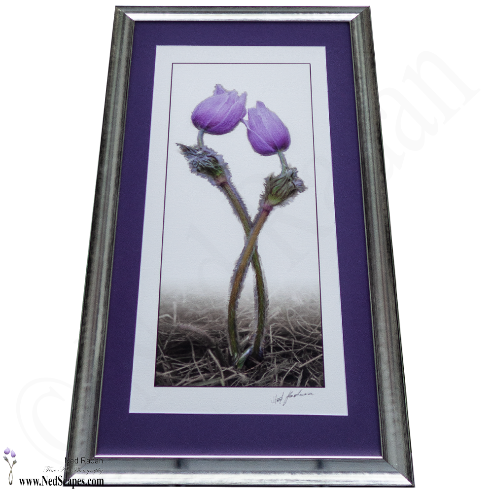 Crocuses Embracing 1