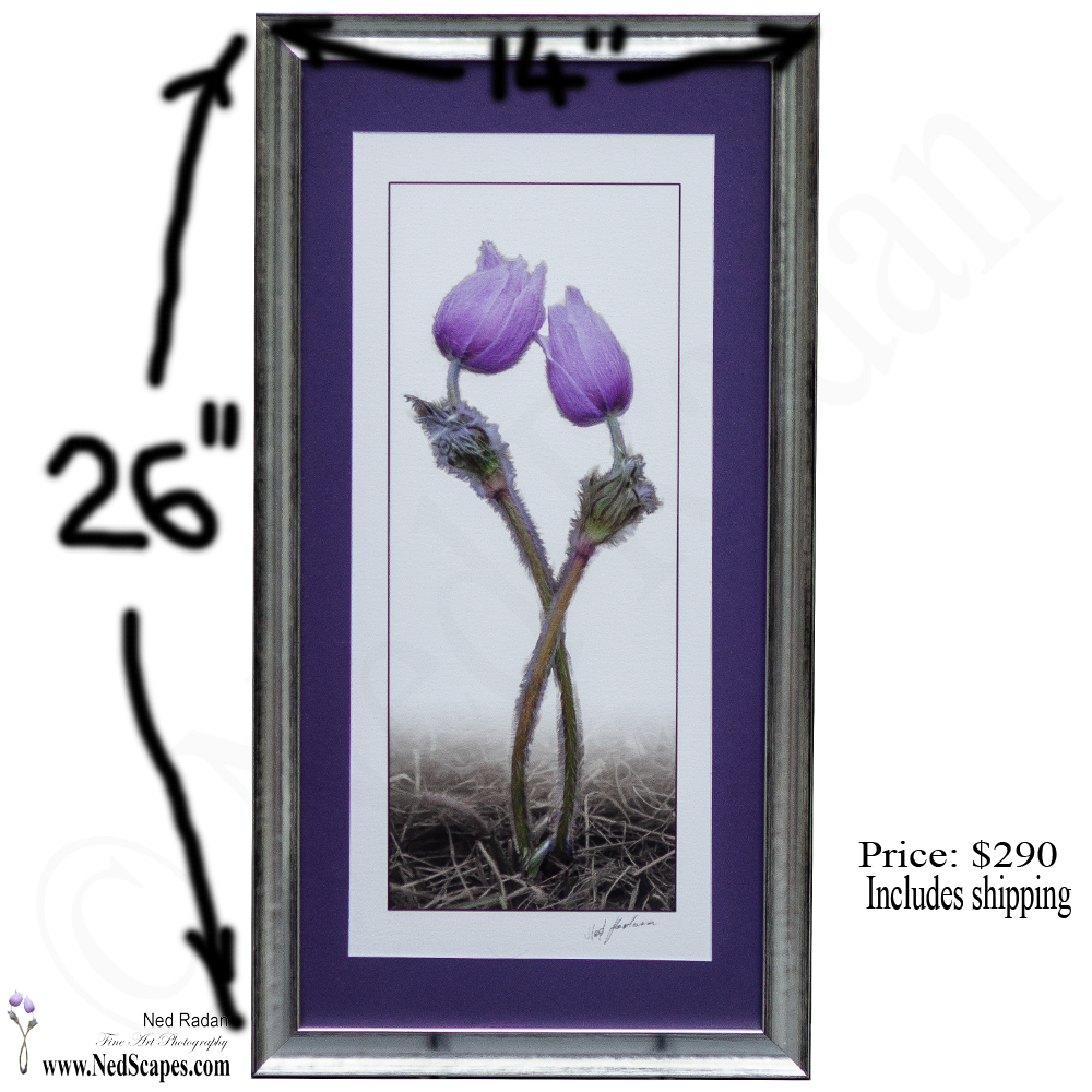 Crocuses Embracing 1