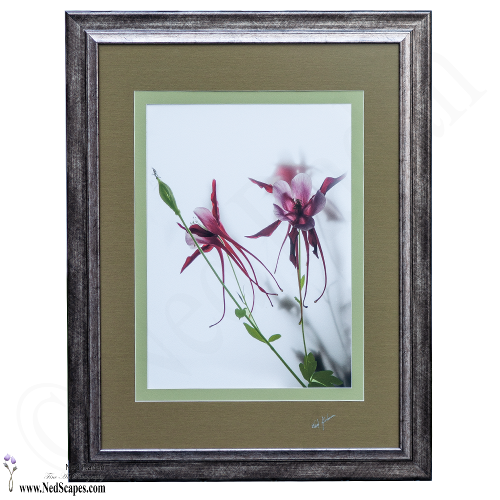 Red Columbines