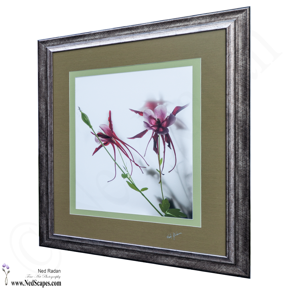 Red Columbines
