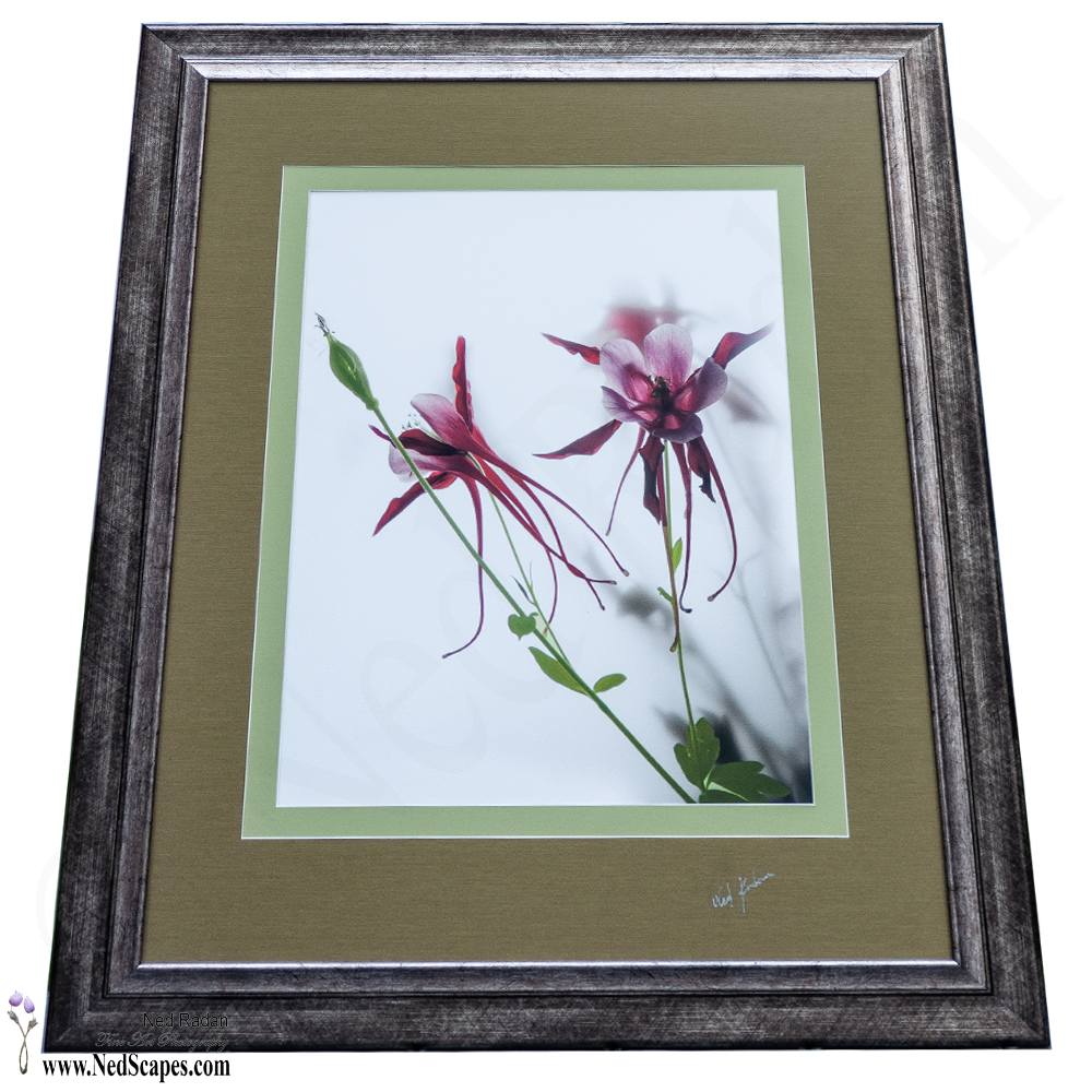 Red Columbines