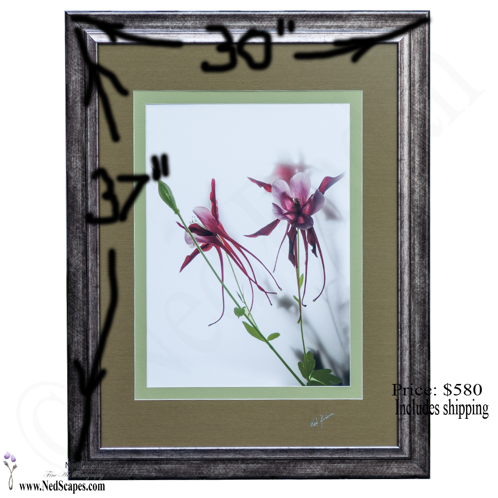 Red Columbines