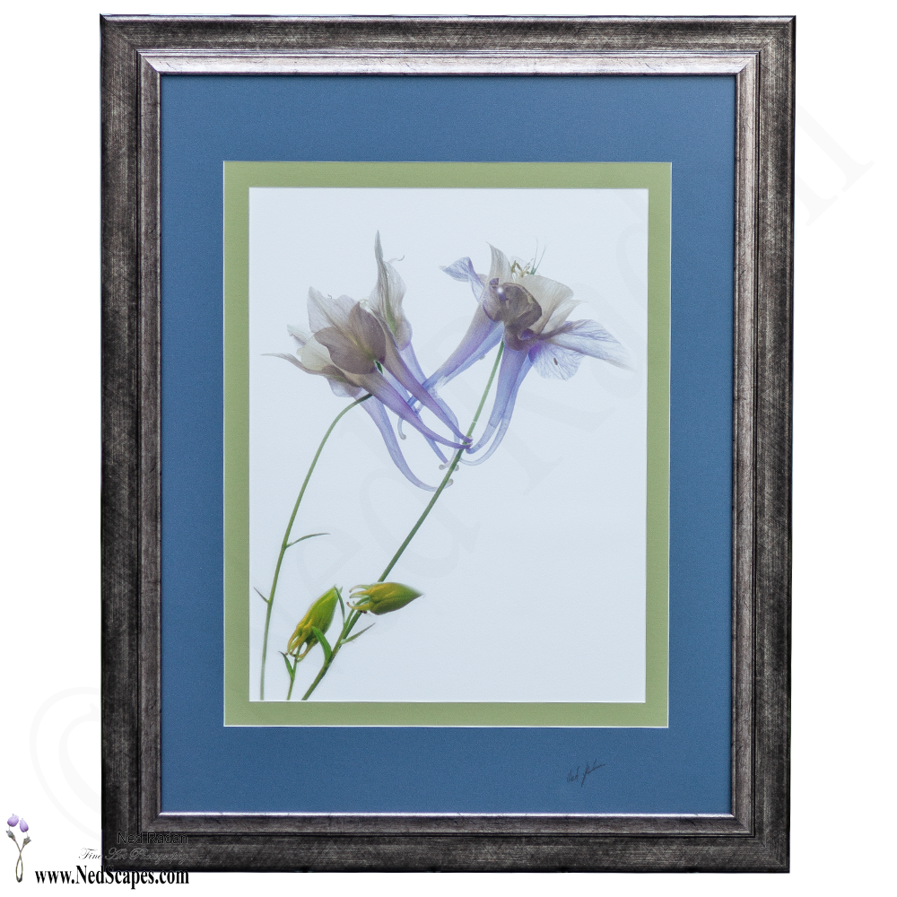 Purple Columbines