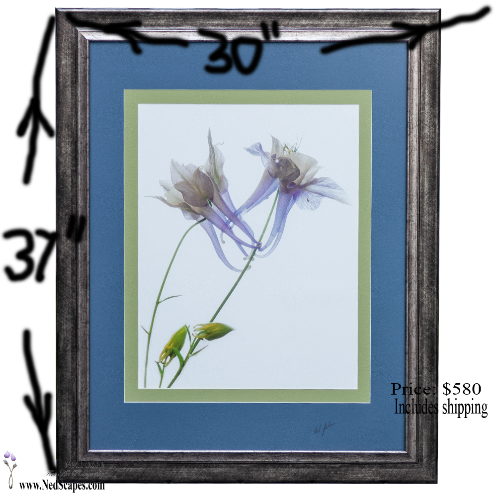 Purple Columbines