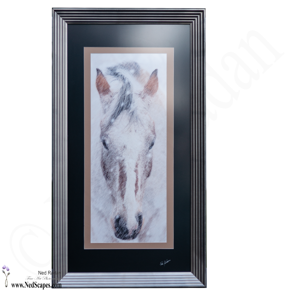 Appaloosa