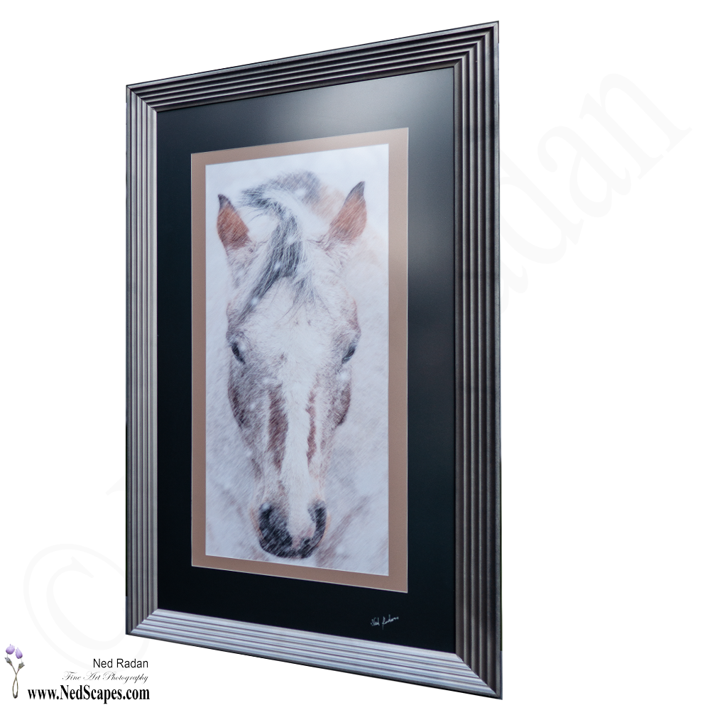Appaloosa
