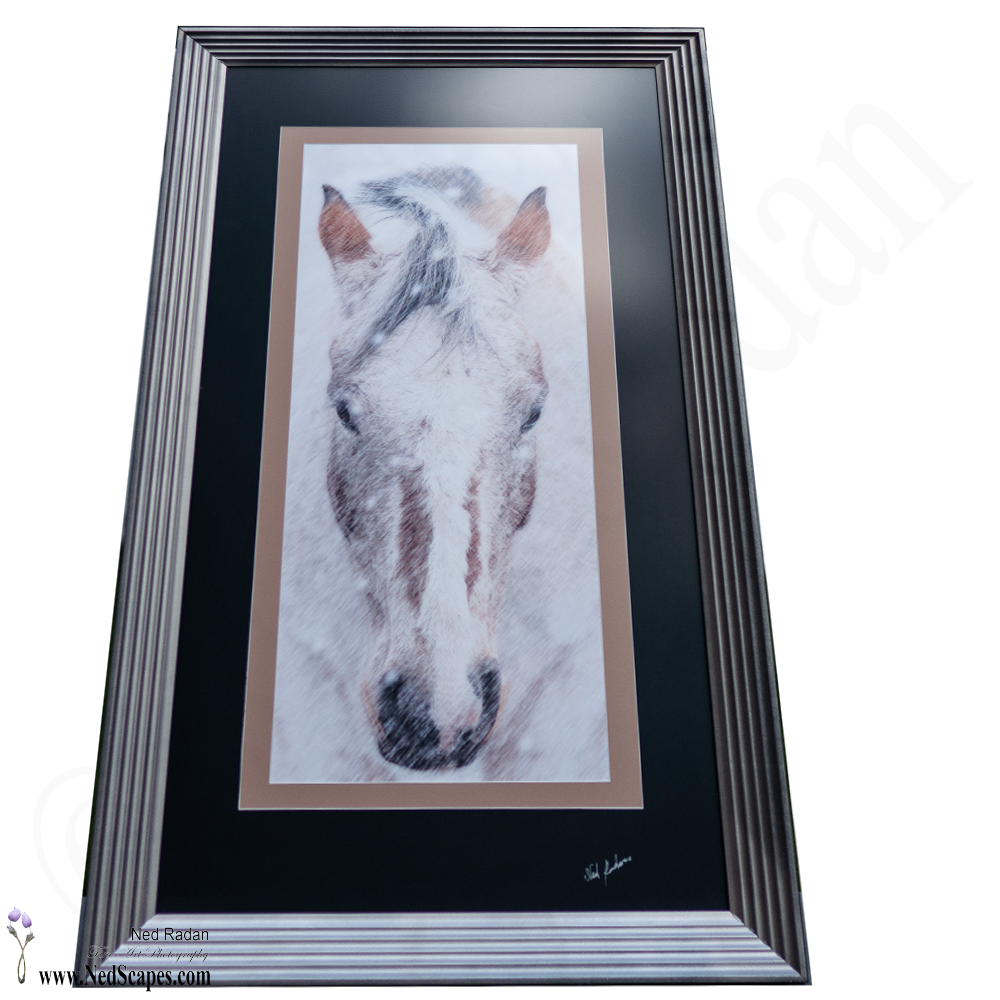 Appaloosa
