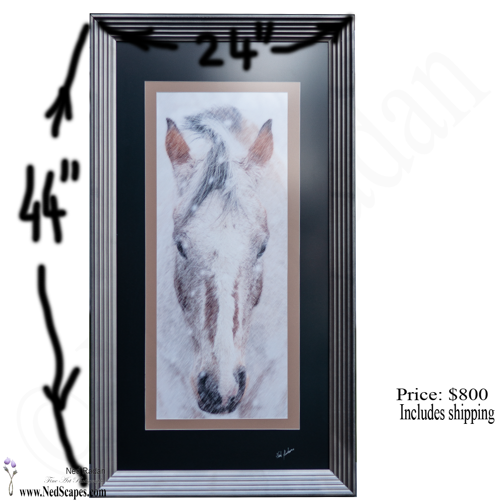 Appaloosa