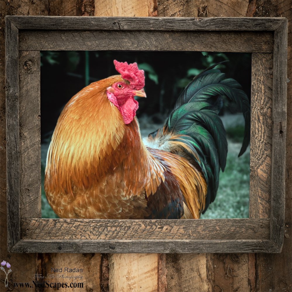 Rooster