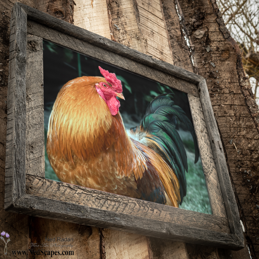 Rooster