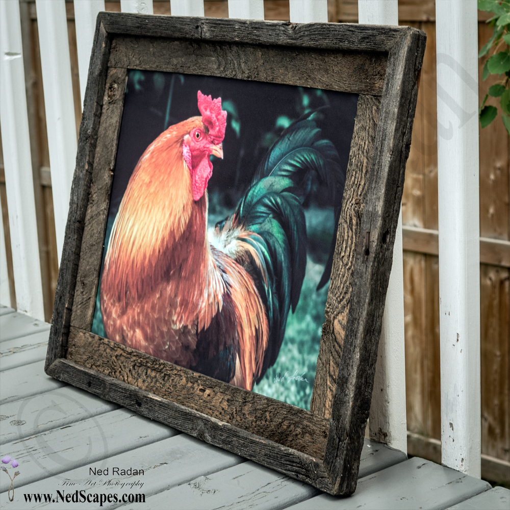 Rooster
