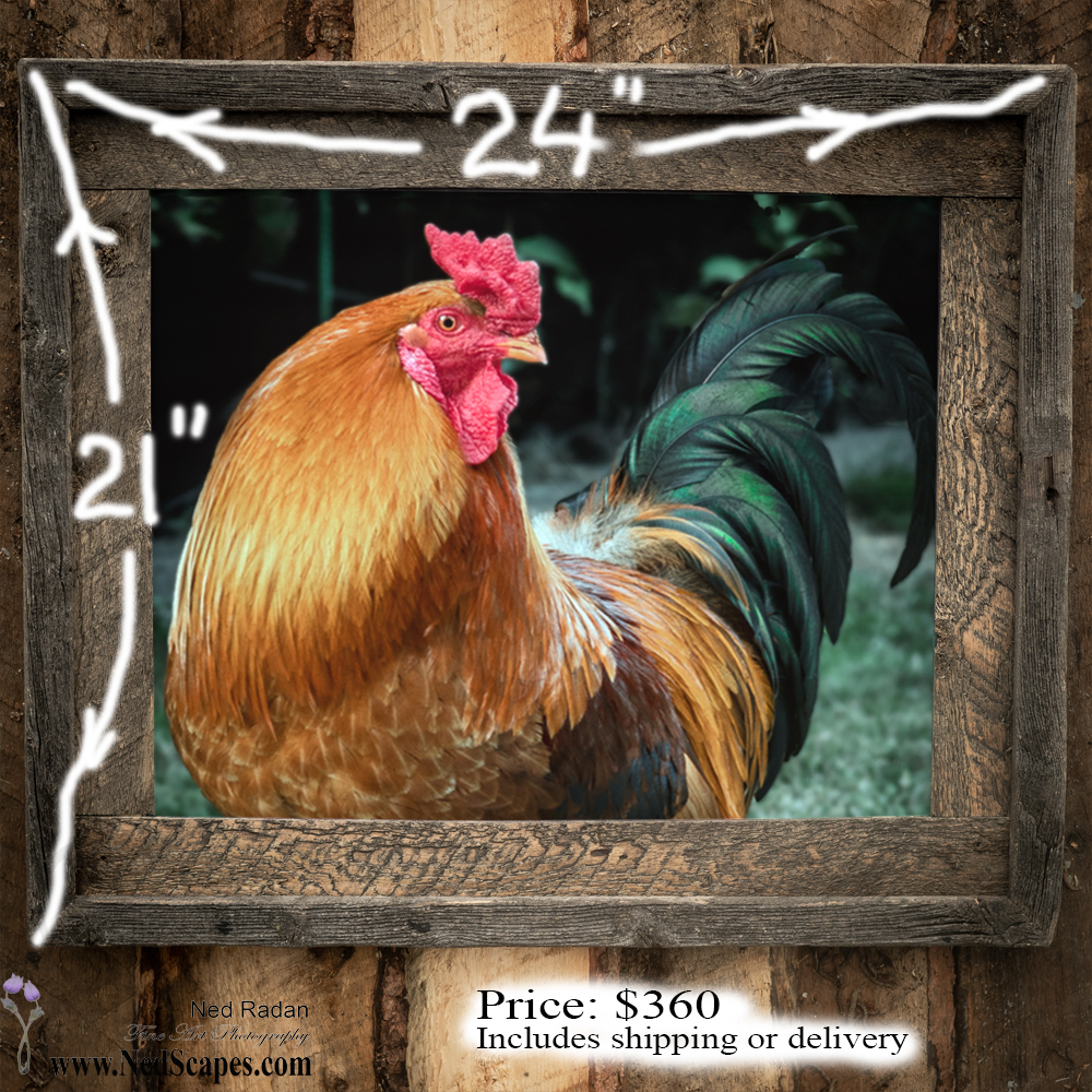 Rooster