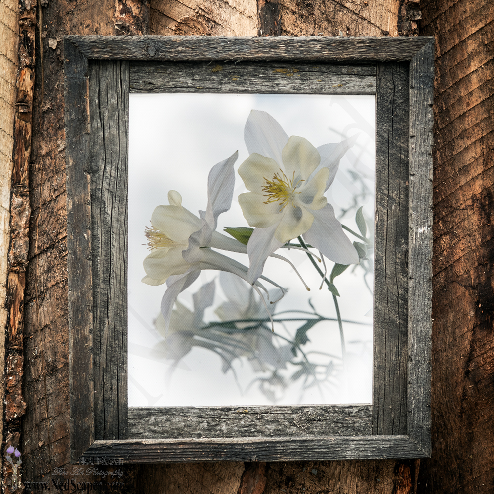 White Columbines