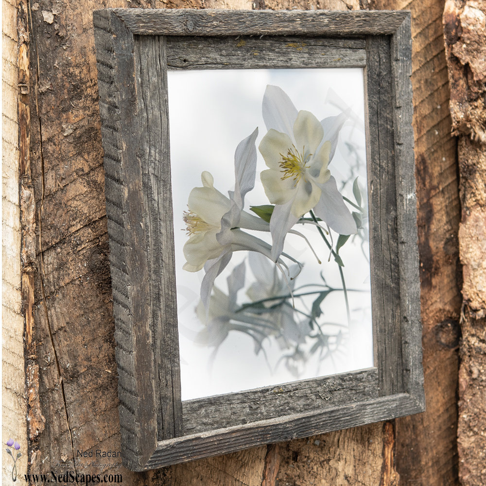 White Columbines