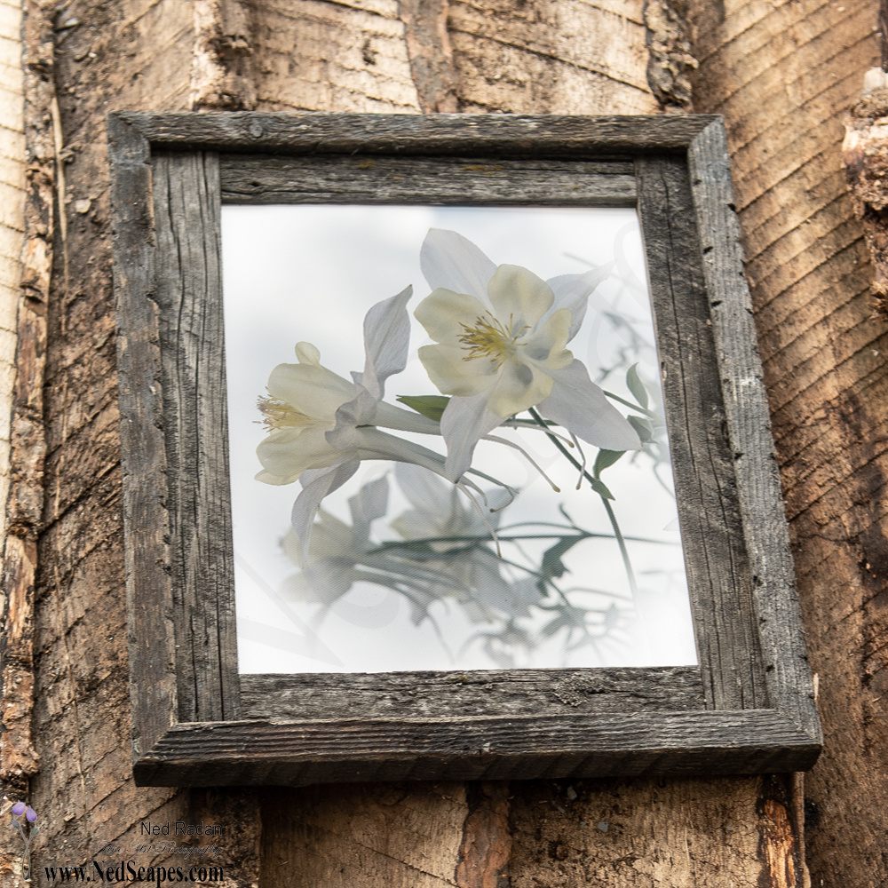 White Columbines
