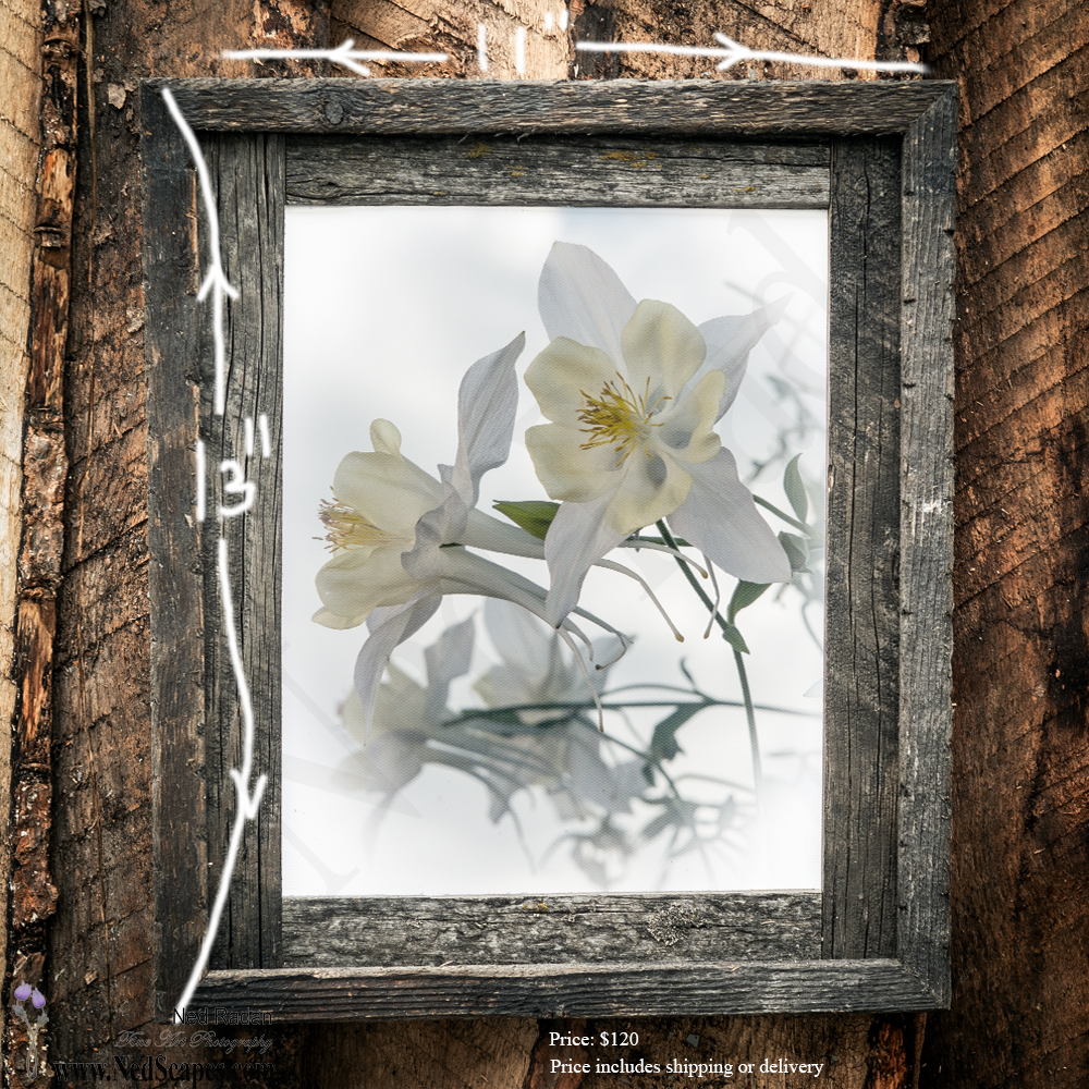 White Columbines