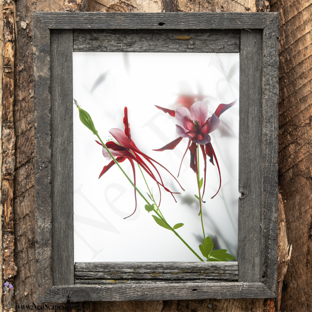 Red Columbines