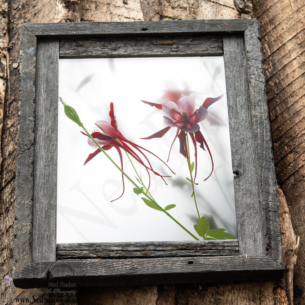 Red Columbines