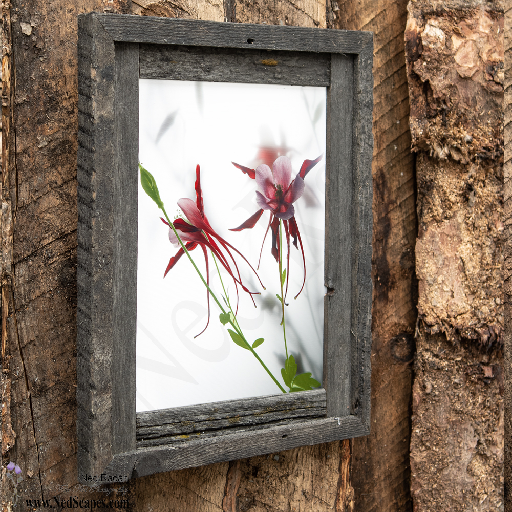 Red Columbines
