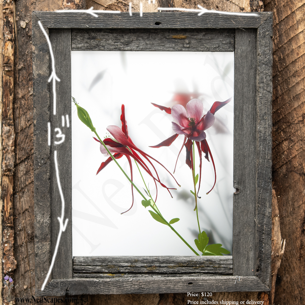 Red Columbines