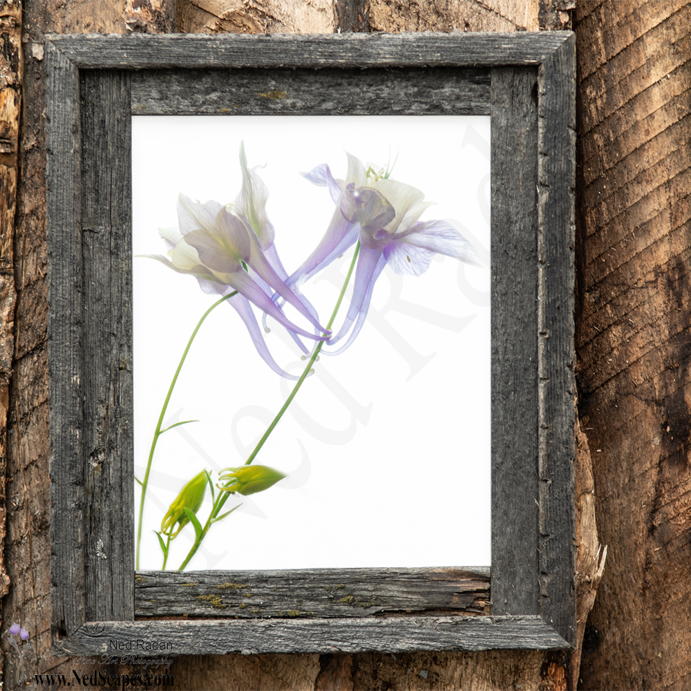 Purple Columbines