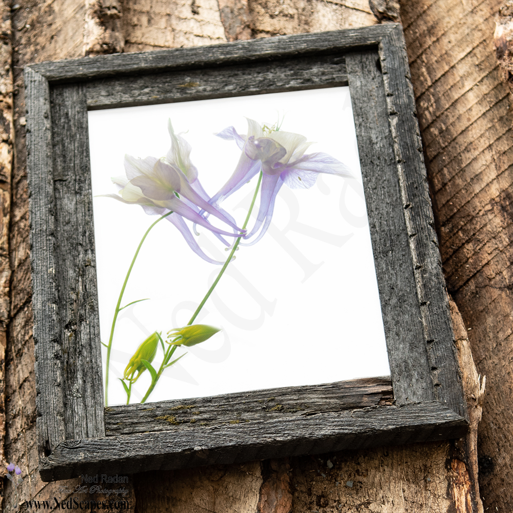 Purple Columbines