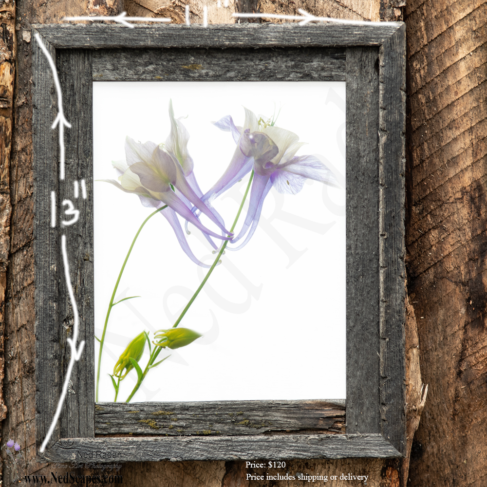 Purple Columbines