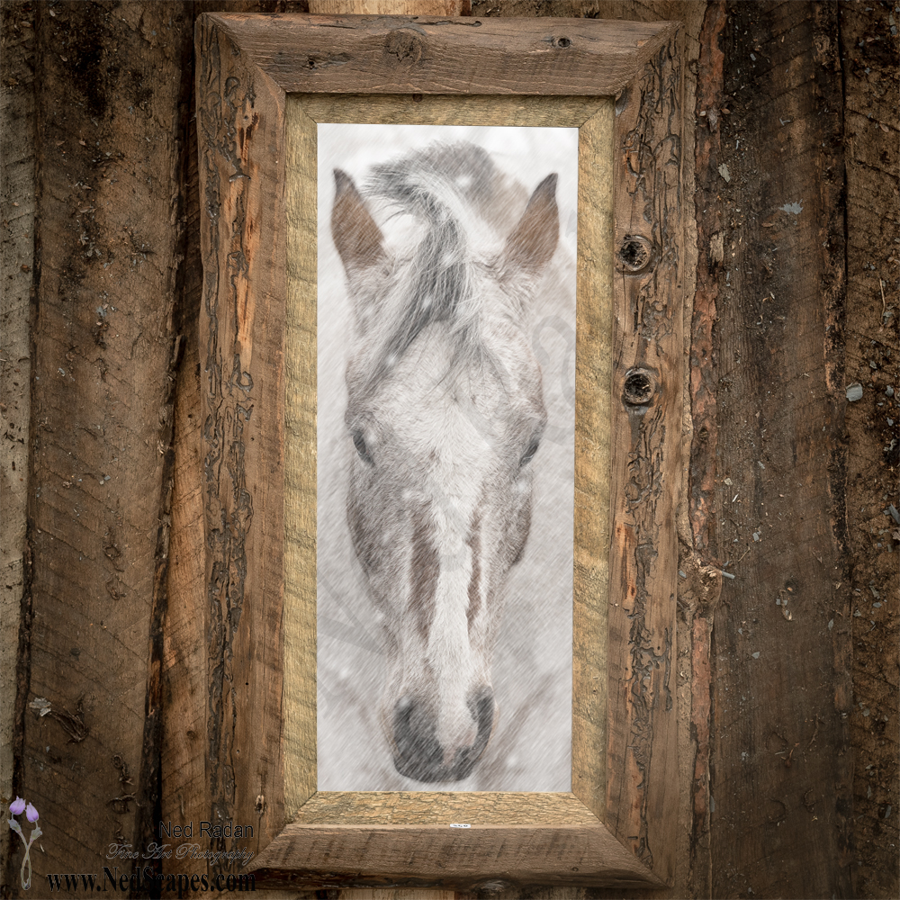 Appaloosa